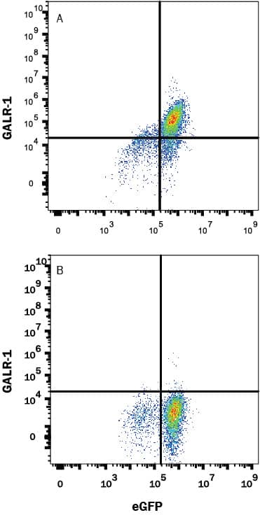 Detection of Galanin R1/GALR1 antibody in HEK293 Human Cell Line Transfected with Human Galanin R1/GALR1 and eGFP antibody by Flow Cytometry.