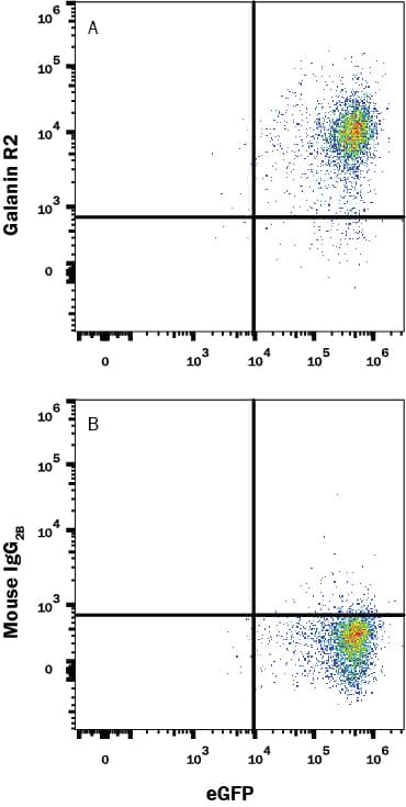 Detection of Galanin R2/GALR2 antibody in HEK293 Human Cell Line Transfected with Human Galanin R2/GALR2 and eGFP antibody by Flow Cytometry.