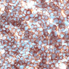 Galectin-1 antibody in Mouse Thymus by Immunohistochemistry (IHC-Fr).