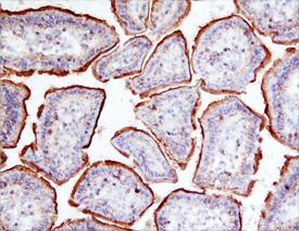 Galectin-2 antibody in Mouse Intestine by Immunohistochemistry (IHC-Fr).