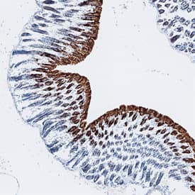 Galectin-2 antibody in Mouse Stomach by Immunohistochemistry (IHC-Fr).