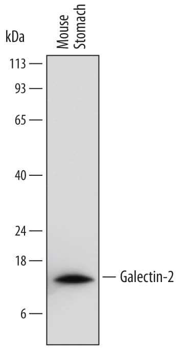 Detection of Mouse Galectin-2 antibody by Western Blot.