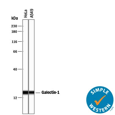 Detection of Human Galectin-1 antibody by Simple WesternTM.