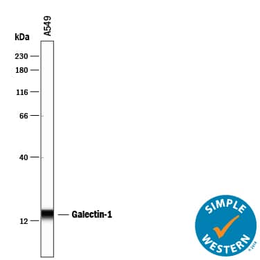 Detection of Human Galectin-1 antibody by Simple WesternTM.