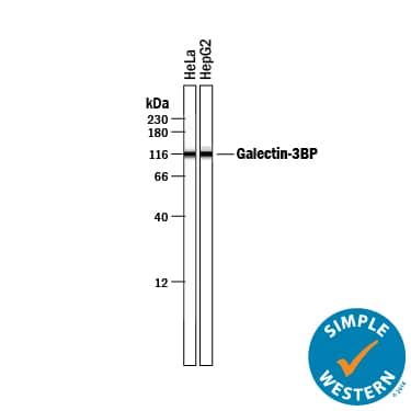 Detection of Human Galectin-3BP/MAC-2BP antibody by Simple WesternTM.