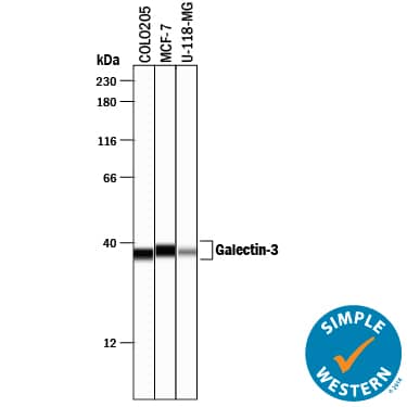 Detection of Human Galectin-3 antibody by Simple WesternTM.
