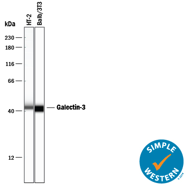 Detection of Mouse Galectin-3 antibody by Simple WesternTM.