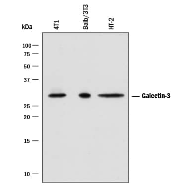 Detection of Mouse Galectin-3 antibody by Western Blot.