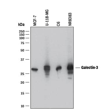 Detection of Human and Rat Galectin-3 antibody by Western Blot.
