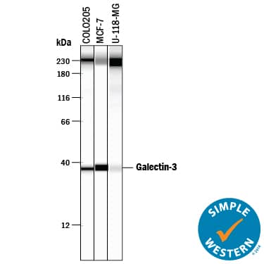 Detection of Human Galectin-3 antibody by Simple WesternTM.