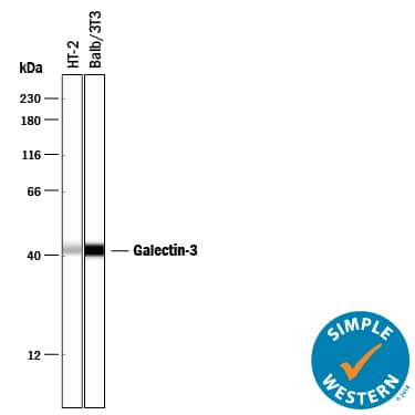 Detection of Mouse Galectin-3 antibody by Simple WesternTM.