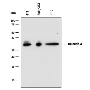 Detection of Mouse Galectin-3 antibody by Western Blot.