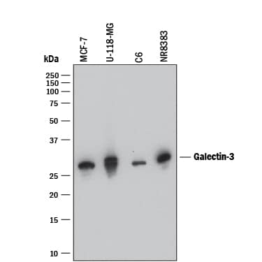 Detection of Human and Rat Galectin-3 antibody by Western Blot.
