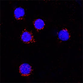 Galectin-9 antibody in Human PBMCs by Immunocytochemistry (ICC).