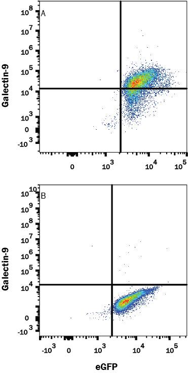 Detection of Galectin-9 antibody in HEK293 Human Cell Line Transfected with Human Galectin-9 and eGFP antibody by Flow Cytometry.