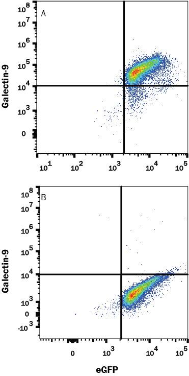 Detection of Galectin-9 antibody in HEK293 Human Cell Line Transfected with Human Galectin-9 and eGFP antibody by Flow Cytometry.