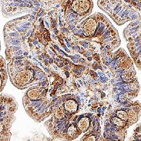 Galectin-9 antibody in Human Colon by Immunohistochemistry (IHC-P).