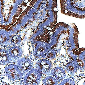 Gas6 antibody in Mouse Intestine by Immunohistochemistry (IHC-P).