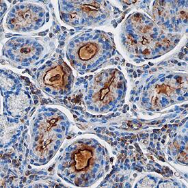 Gastrokine 1 antibody in Human Stomach by Immunohistochemistry (IHC-P).