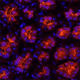 Gastrokine 1 antibody in Mouse Stomach by Immunohistochemistry (IHC-Fr).