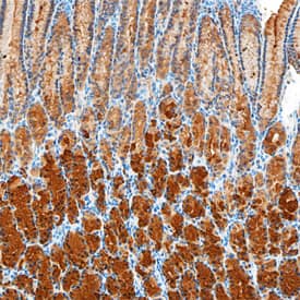 Gastrokine 1 antibody in Human Stomach by Immunohistochemistry (IHC-P).