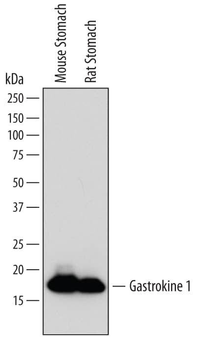 Detection of Mouse and Rat Gastrokine 1 antibody by Western Blot.