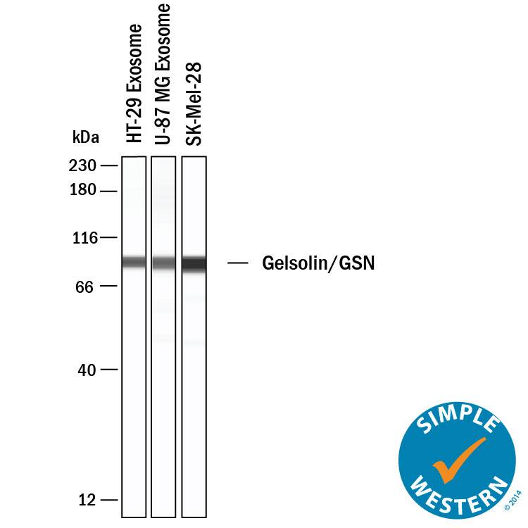Detection of Human Gelsolin/GSN antibody by Simple WesternTM.