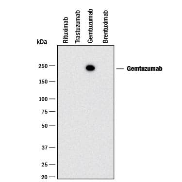 Detection of Gemtuzumab antibody by Western Blot.