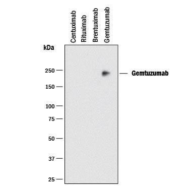 Detection of Gemtuzumab antibody by Western Blot.