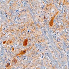 Gephyrin/GPHN antibody in Human Brain by Immunohistochemistry (IHC-P).