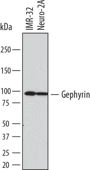 Detection of Human and Mouse Gephyrin/GPHN antibody by Western Blot.