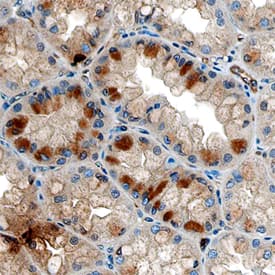Ghrelin antibody in Human Stomach by Immunohistochemistry (IHC-P).