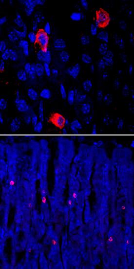 Ghrelin/Obestatin antibody in Mouse Stomach by Immunohistochemistry (IHC-Fr).