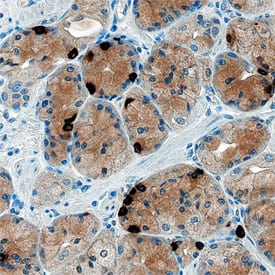 Ghrelin/Obestatin antibody in Human Stomach by Immunohistochemistry (IHC-P).