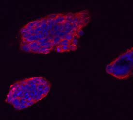 VISTA/B7-H5/PD-1H antibody in D3 Mouse Cell Line by Immunocytochemistry (ICC).
