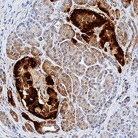 GLP-1/Glucagon antibody in Human Pancreas by Immunohistochemistry (IHC-P).