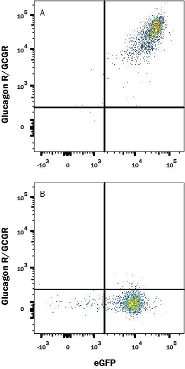 Detection of Glucagon R/GCGR antibody in HEK293 Human Cell Line Transfected with Human Glucagon R/GCGR and eGFP antibody by Flow Cytometry.