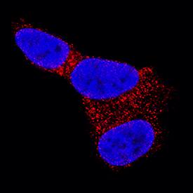 Glut3 antibody in SH-SY5Y Human Cell Line by Immunocytochemistry (ICC).