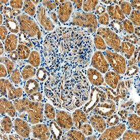 Glut4 antibody in Human Kidney by Immunohistochemistry (IHC-P).