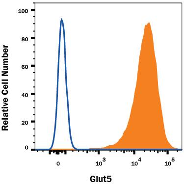 Detection of Glut5 antibody in NS0 Mouse Cell Line Transfected with Human Glut5 antibody by Flow Cytometry.