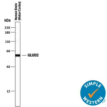 Detection of Human GLUD2 antibody by Simple WesternTM.