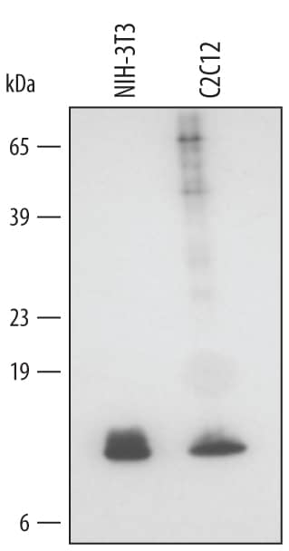 Detection of Mouse Glutaredoxin 1 antibody by Western Blot.