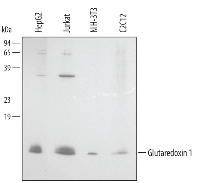 Detection of Human/Mouse Glutaredoxin 1 antibody by Western Blot.