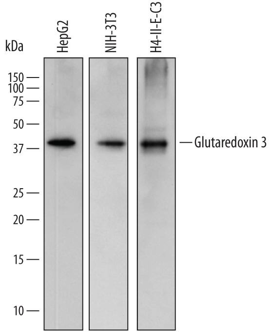 Detection of Human, Mouse, and Rat Glutaredoxin 3/GLRX3 antibody by Western Blot.