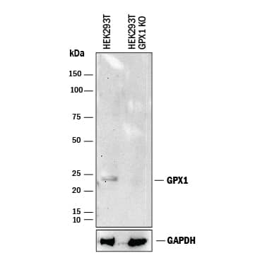 Western Blot Shows Human Glutathione Peroxidase 1/GPX1 Antibody Specificity by Using Knockout Cell Line.