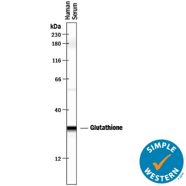 Detection of Human Glutathione Peroxidase 3/GPX3 antibody by Simple WesternTM.