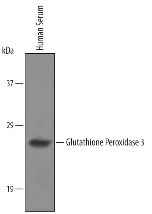 Detection of Human Glutathione Peroxidase 3/GPX3 antibody by Western Blot.