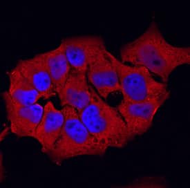 Glutathione S-Transferase pi 1/GSTP1 antibody in HeLa Human Cell Line by Immunocytochemistry (ICC).