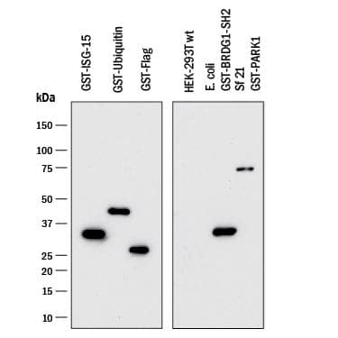 Detection of Glutathione S-Transferase/GST antibody by Western Blot.