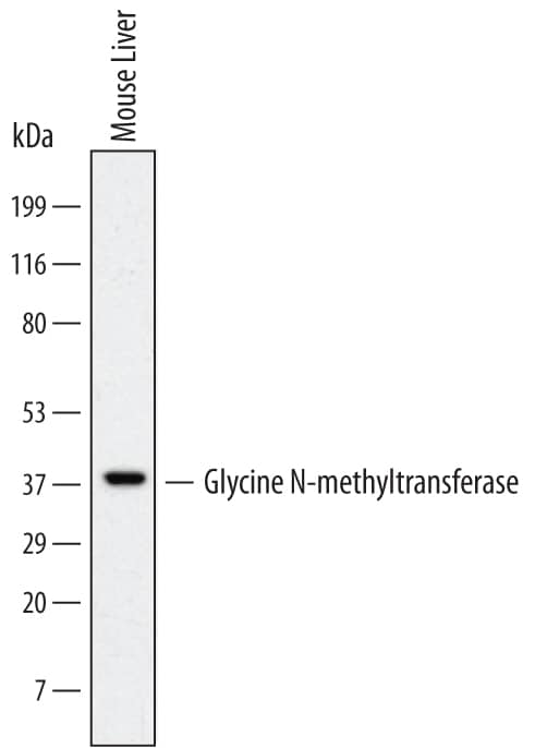 Detection of Mouse Glycine N-methyltransferase/GNMT antibody by Western Blot.